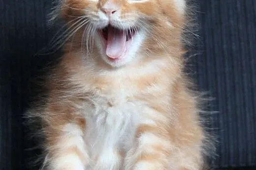 Kochany kocurek Maine Coon po Championach,  dolnoś