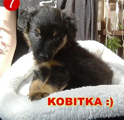 Sisi - 8 tygodniowy szczeniak czeka na swoich ludz