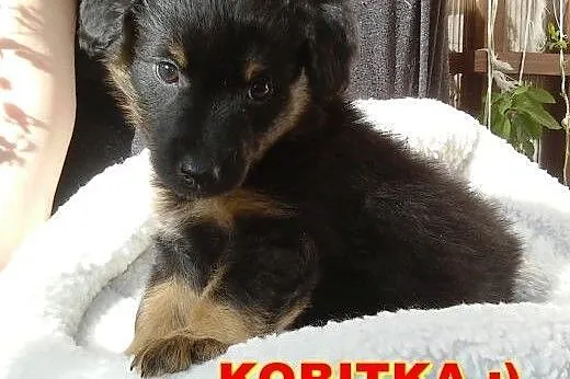 Sisi - 8 tygodniowy szczeniak czeka na swoich ludz