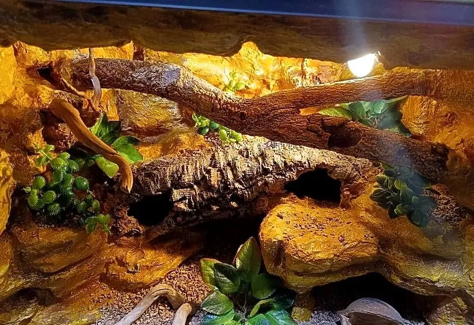Terrarium dla gekona 60x40x40 - gekon lamparci, Wielkopolskie, Ostrów Wielkopolski