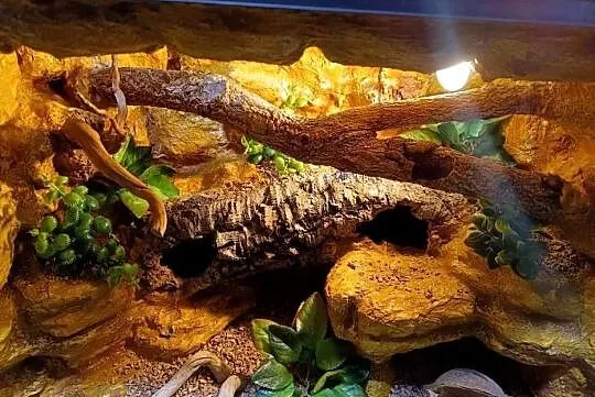 Terrarium dla gekona  60x40x40 - gekon lamparci, Wielkopolskie, Ostrów Wielkopolski