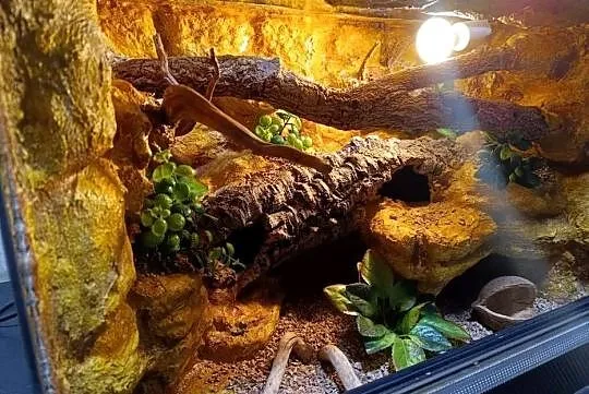 Terrarium dla gekona  60x40x40 - gekon lamparci, Wielkopolskie, Ostrów Wielkopolski