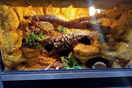 Terrarium dla gekona  60x40x40 - gekon lamparci, Wielkopolskie, Ostrów Wielkopolski
