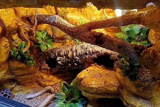 Terrarium dla gekona  60x40x40 - gekon lamparci, Wielkopolskie, Ostrów Wielkopolski