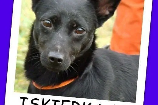 ISKIERKA 2 - to przemiła sunia ,mała,radosna, łagodna.Adopcja.,  dolnośląskie Wrocław