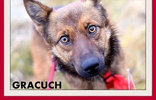 GRACUCH,9kg,łagodny,towarzyski,wesoły piesek.ADOPC