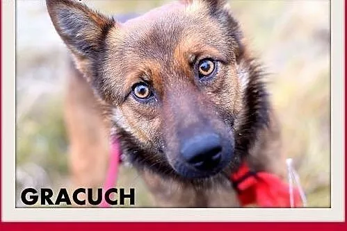 GRACUCH,9kg,łagodny,towarzyski,wesoły piesek.ADOPC