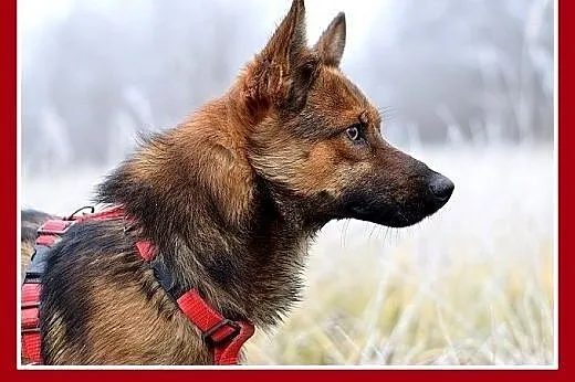 GRACUCH,9kg,łagodny,towarzyski,wesoły piesek.ADOPC