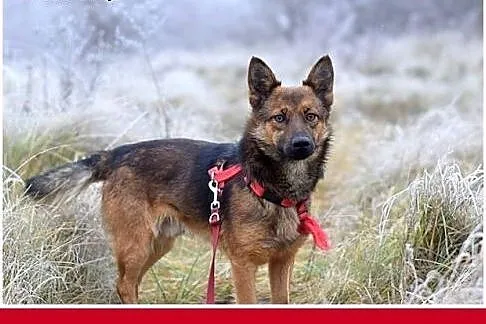 GRACUCH,9kg,łagodny,towarzyski,wesoły piesek.ADOPC