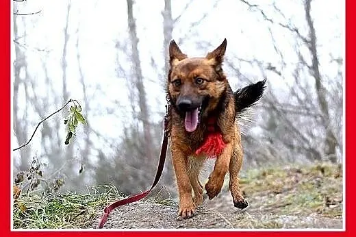 GRACUCH,9kg,łagodny,towarzyski,wesoły piesek.ADOPC