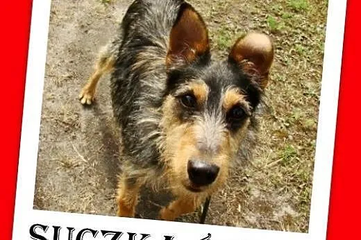 8 kg,aktywna,wesoła,łagodna,towarzyska,mała suczka terrier mix,DĘBINKA.Adopcja,  małopolskie Kraków