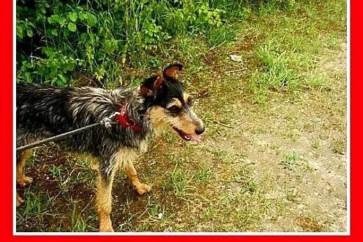 8 kg,aktywna,wesoła,łagodna,towarzyska,mała suczka