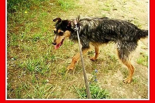 8 kg,aktywna,wesoła,łagodna,towarzyska,mała suczka
