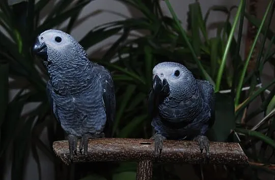 Papugi, papuga Żako Kongijskie (Kongo) - Ręcznie k