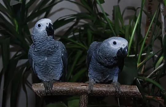 Papugi, papuga Żako Kongijskie (Kongo) - Ręcznie k
