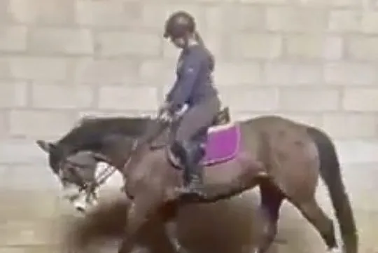Piękna klacz do sportu,rekreacji,wyjazdów w teren, , 