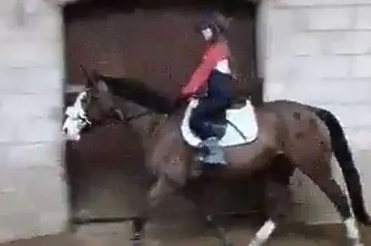 Piękna klacz do sportu,rekreacji,wyjazdów w teren, , 