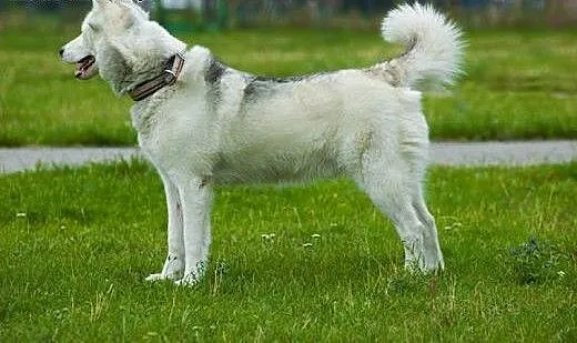 Skoczek, husky czeka na domek, pomorskie Gdynia