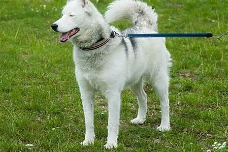 Skoczek, husky czeka na domek,  pomorskie Gdynia