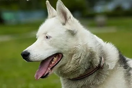 Skoczek, husky czeka na domek,  pomorskie Gdynia