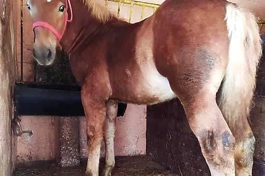 Źrebak zimnokrwisty maści Kasztan, Podkarpackie, Jasło