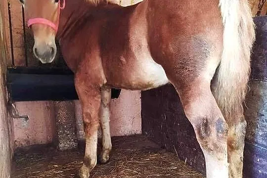 Źrebak zimnokrwisty maści Kasztan, Podkarpackie, Jasło