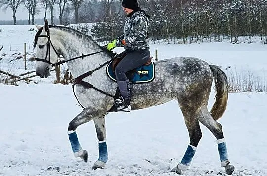 Wysoka klacz andaluzyjska PRE jest w Polsce, Wielkopolskie, Złotów