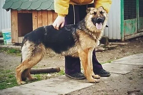 Bryza młoda suczka w typie owczarka.,  podkarpacki