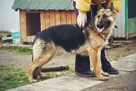 Bryza młoda suczka w typie owczarka.,  podkarpacki
