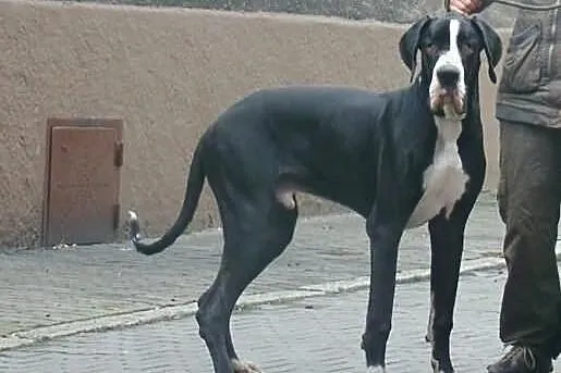 Tajson-dog niemiecki do adopcji