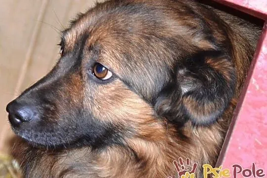 PUCHAREK-śliczny, kochany psiak-być może wkrótce trójłapek-szukamy domu, Małopolskie, Kraków