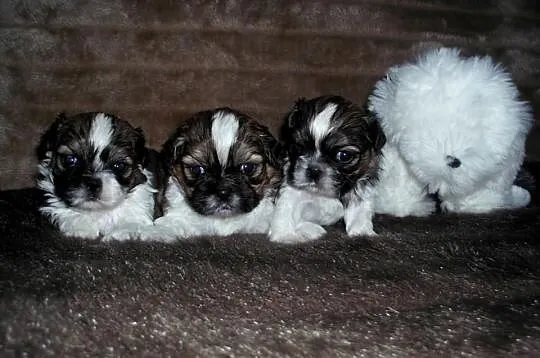 Szczeniaczki SHIH TZU