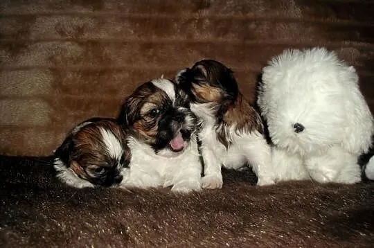 Szczeniaczki SHIH TZU