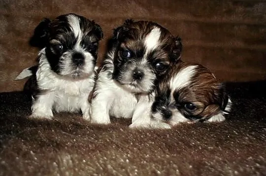 Szczeniaczki SHIH TZU