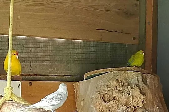 Rozelle białolice para, Kujawsko-pomorskie, Płomiany