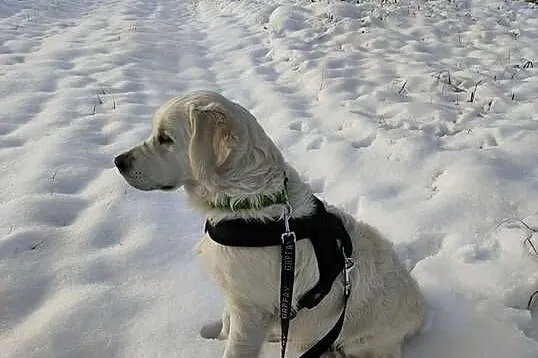 Golden retriever  Champion