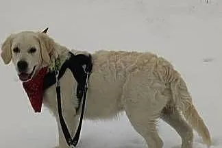 Golden retriever  Champion, Wielkopolskie, Poznań