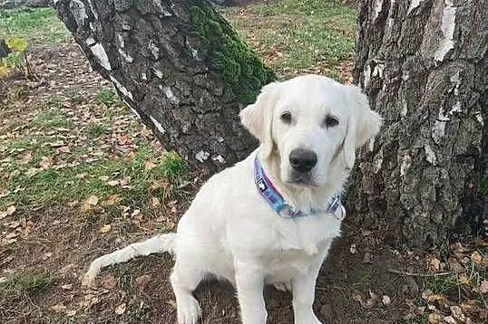 Golden retriever  Champion, Wielkopolskie, Poznań