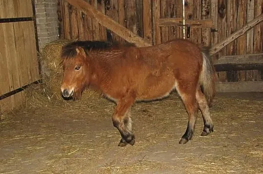 Kucyk dla dzieci