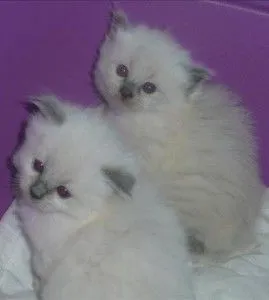 Kocięta Ragdoll Czystej Rasy../.,..,..,,,,,,,,,,,,,,,,,,,,,,./////////////////