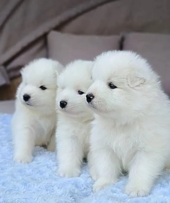 Szczeniaki Samoyed, Mazowieckie, Olszówka