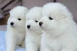 Szczeniaki Samoyed