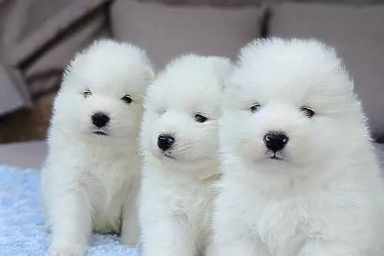 Szczeniaki Samoyed, Mazowieckie, Olszówka