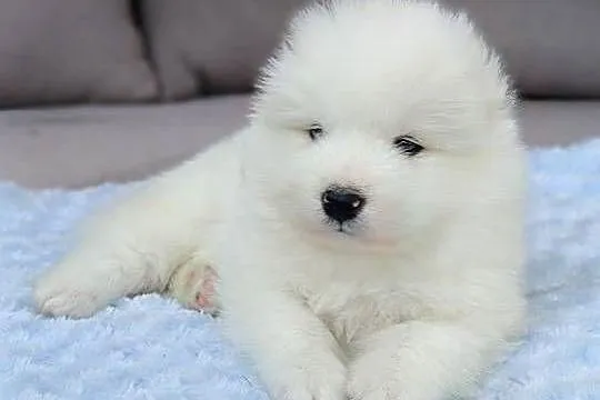 Szczeniaki Samoyed, Mazowieckie, Olszówka