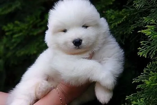 Szczeniaki Samoyed, Mazowieckie, Olszówka