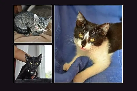6 kociąt do adopcji, kociczki i koty, wspaniałe ma