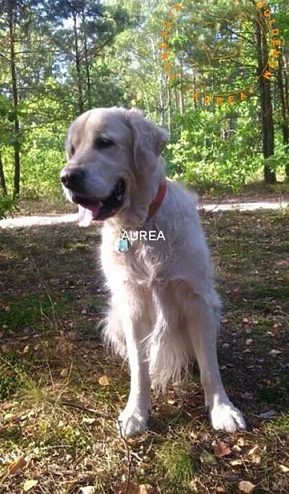 Golden Retriever MILO - poszukuje domu, mazowieck