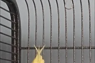 parka papug nimf z klatka i akcesoriami, Lubuskie, Nowa Sól
