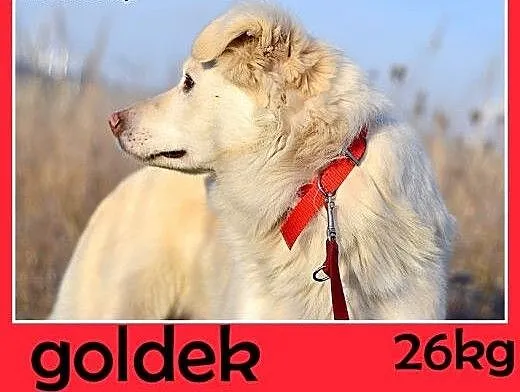 Żle znosi schronisko,łagodny,średni pies GOLDEK.Pi