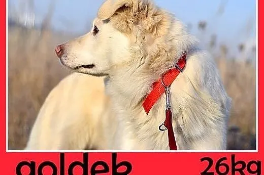 Żle znosi schronisko,łagodny,średni pies GOLDEK.Pi